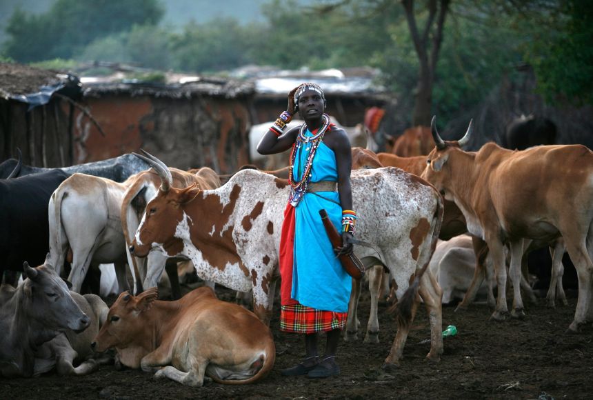 While Maasai men are responsible for protecting and herding the cattle, women are in charge of milking the cattle as well as looking after the home and children.