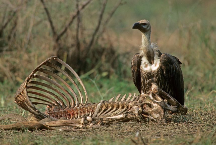 The cow medication, diclofenac, was banned in India because it poisoned and killed as many as 90 percent of that country's vultures. Here, a white-rumped vulture (Gyps bengalensis), which is an Indian vulture, feeds on a cow carcass.