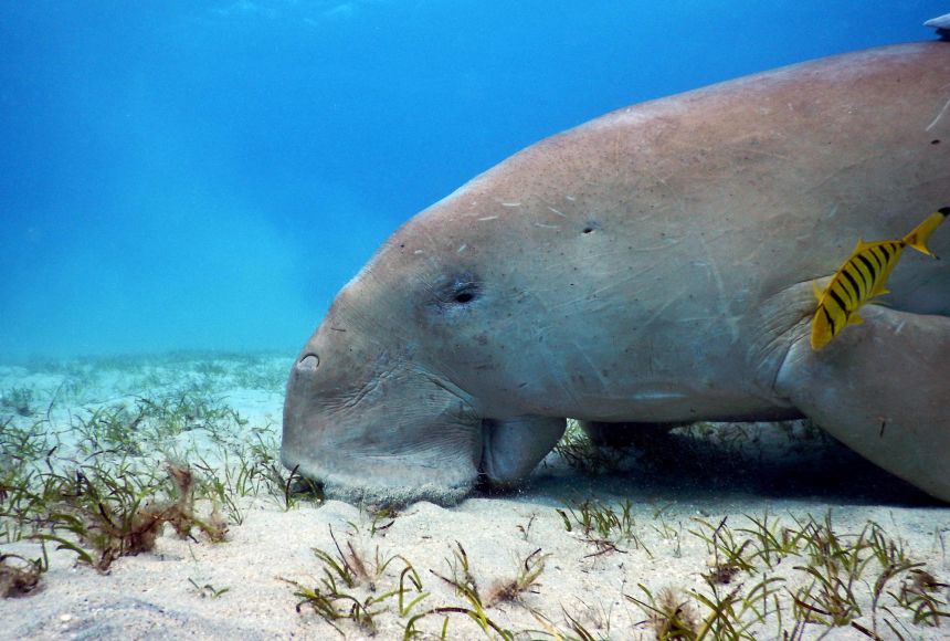As herbivores, dugong and their manatee cousins occupy the second level of the marine food chain. Here, a dugong feeds on seagrass in the Red Sea.