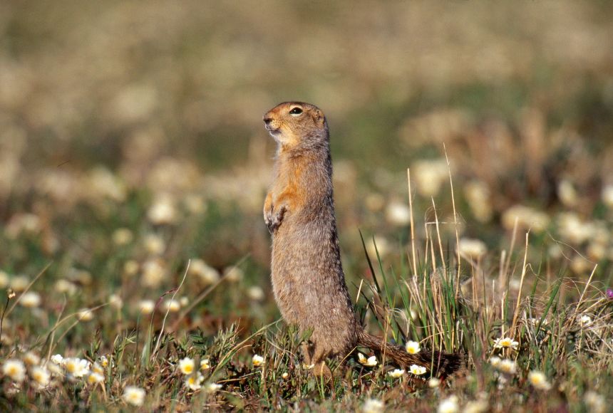 Hibernating animals slow their metabolisms, cooling their bodies by 5° to 10°C (9° to 18°F). Arctic ground squirrels (Spermophilus parryii) can take this much further, cooling their bodies to subfreezing temperatures.