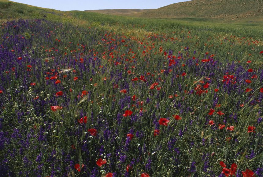 Producers, like these wildflowers at the Ziz River Valley in Morocco, form the basis of any food web. They take in energy needed to grow and reproduce from the sun. Producers, in turn, are used as energy for consumers.
