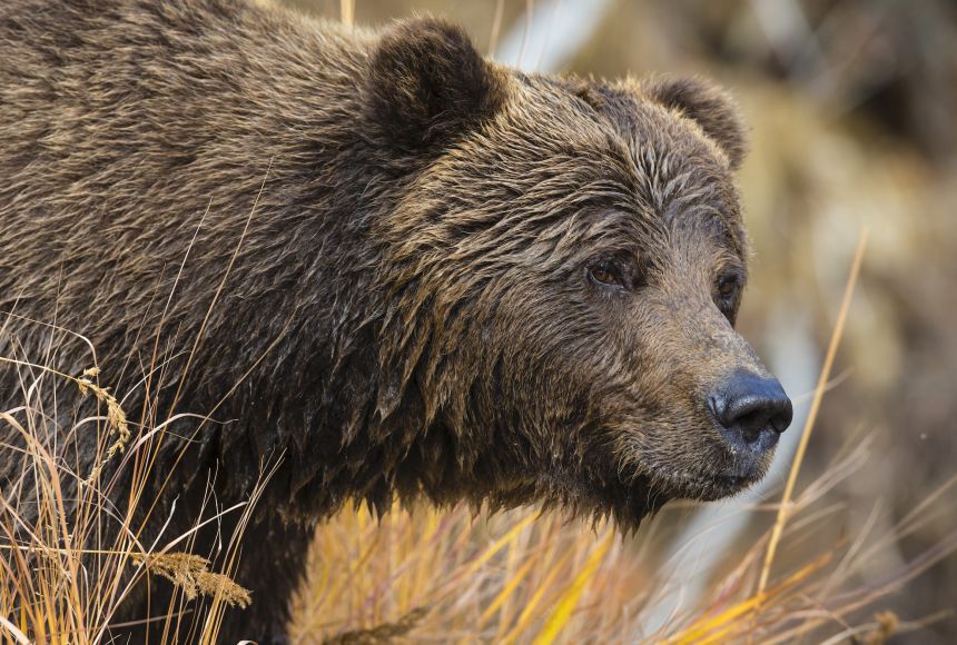 Despite their huge size and sharp teeth, bears—like this male grizzly (Ursus arctos horribilis) at the Fishing Branch River in the Yukon Territory, Canada—also eat berries and twigs. Like other omnivores, their diets are versatile.
