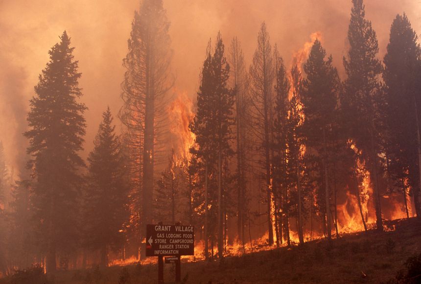 In 1988, what began as a small series of wildfires in the Yellowstone National Park became a megafire that burned 36 percent of its forests.