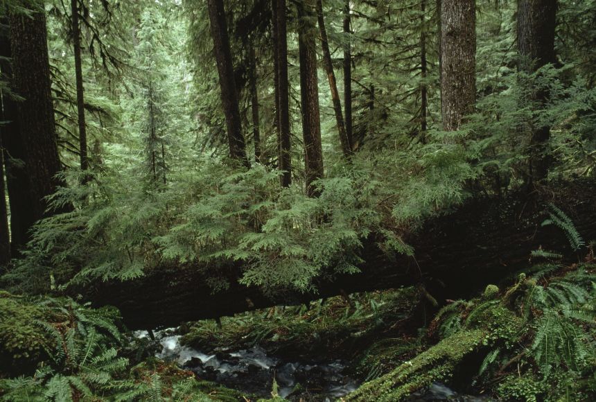 A fallen log spans a stream in a lush green forest in the Pacific Northwest.