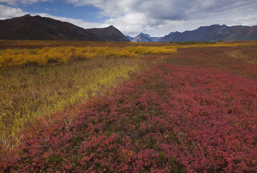 As cold, dry tundras are threatened by warming from climate change, so are many of the plants and animals adapted to live there. Parts of Wood Tikchik State Park, Alaska, United States, are located in tundra.