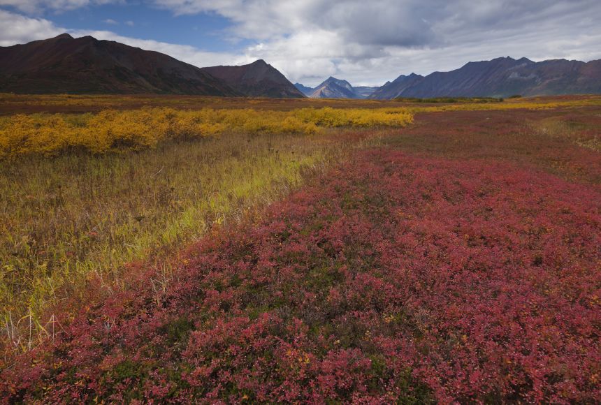 tundra biome