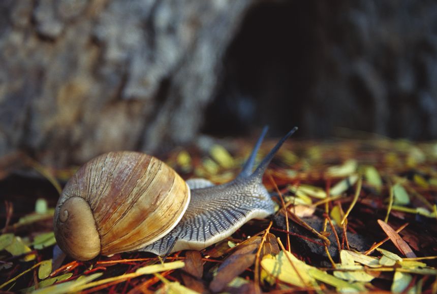 Primary consumers, like the Giant African land snail (Achatina fulica), eat primary producers, like the plants the snail eats, taken energy from them. Like the primary producers, the primary consumers are in turn eaten, but by secondary consumers.