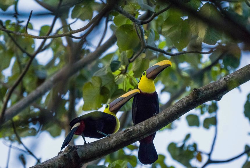 While most of a rainforest's animals, live in the upper canopy, these Costa Rican black mandibled toucans (Ramphastos ambiguus), are dwelling in its uppermost, or emergent, layer.