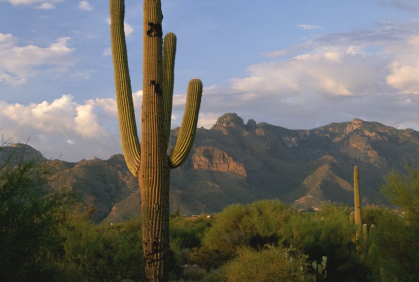 Desert plants have adapted to go without fresh water for long stretches of time. The bodies of cacti, like this saguaro cactus (Carnegiea gigantea) in the Sonoran Desert, are formed to store and conserve water.