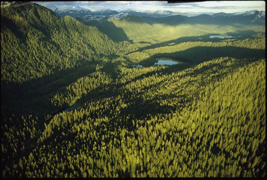 With their abundance of plants, forests (like the Tongass National Forest in the U.S. state of Alaska) often absorb more carbon than they release. They continually take carbon out of the atmosphere through the process of photosynthesis.