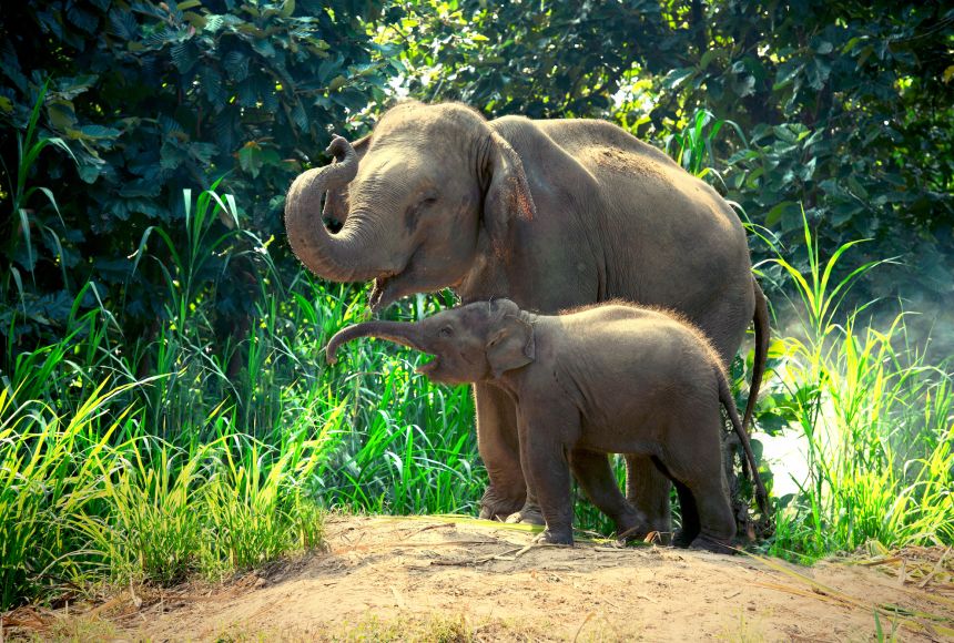 Filmmakers and photographers are essential to conservation efforts. They take the photographs, such as these Asian elephants (Elephas maximus indicus), and the films that interest others in protecting wildlife.