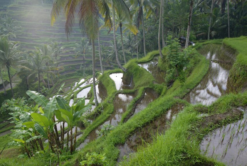 More than half the planet's suitable land has been cultivated for crops, like these terraced rice fields in Bali, Indonesia.