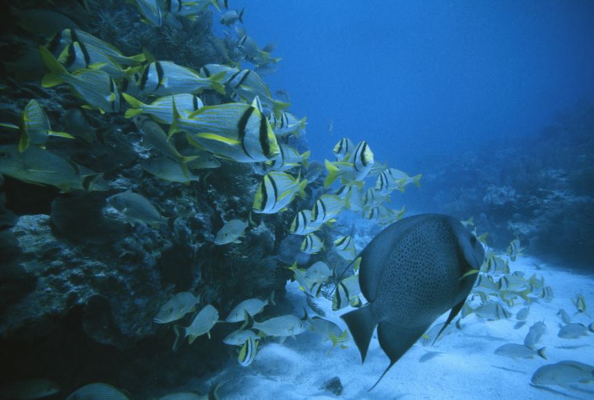 Coral reefs are a diverse form of marine ecosystem, which in total may account for a quarter of all ocean species. Several types of fish and coral are shown here at John Pennekamp Coral Reef State Park in Florida, United States.