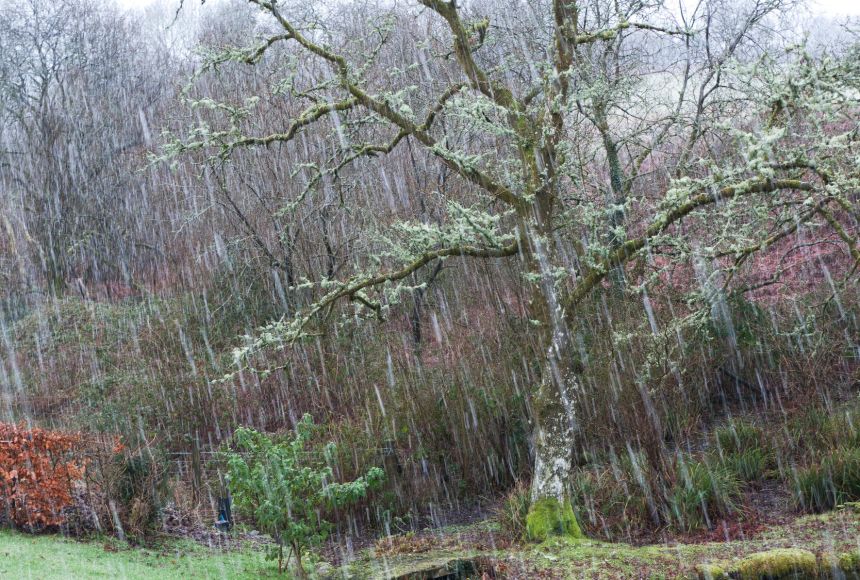 Sleet occurs when falling snow melts and then refreezes before it hits the ground. Sleet falls onto an oak tree in rural Wales, United Kingdom, in January 2015.