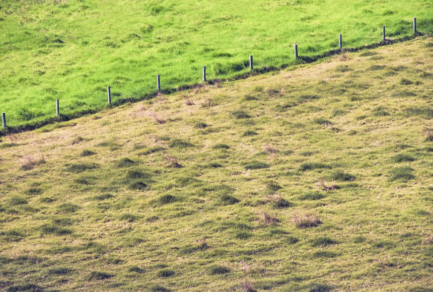 "The grass is greener on the other side" is often used as an idiom, meaning other situations seem more appealing than your own. But in this case, the grass is literally greener on the other side (of this fence).