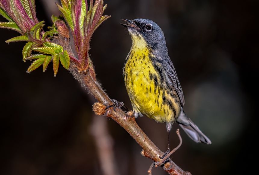 A species' niche describes how it fits within its environment. The Kirtland's Warbler (Setophaga kirtlandii) has quite a specific niche, only nesting in young jack pine trees (Pinus banksiana).