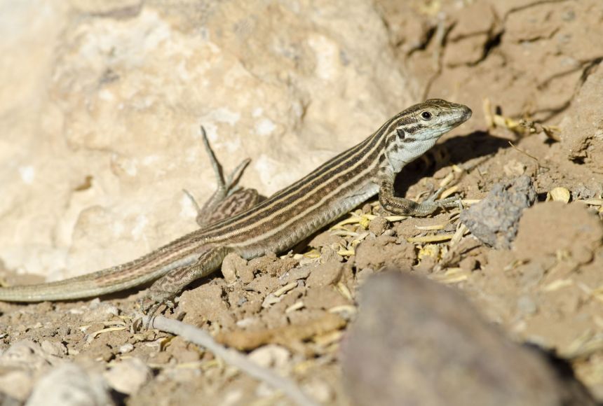 Without females, lizards in the Aspidoscelis genus, like this New Mexico Whiptail (Aspidoscelis neomexicana), reproduce asexually. Unlike other animals that produce this way, however, their DNA changes from generation to generation.