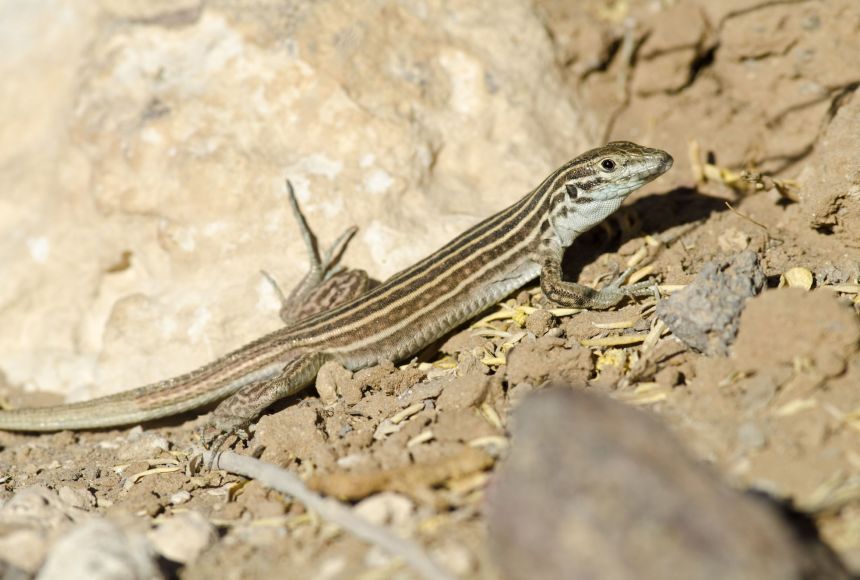 whiptail lizard reproduction