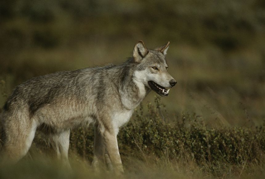 Gray Wolves Predators