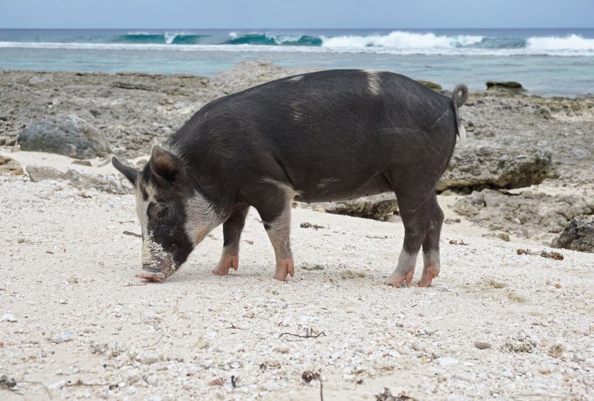 Humans have sometimes brought organisms to lands they are new to, making them invasive species. One such animal is the domesticated pig (Sus domesticus). They were taken to the islands of the South Pacific as a food source.