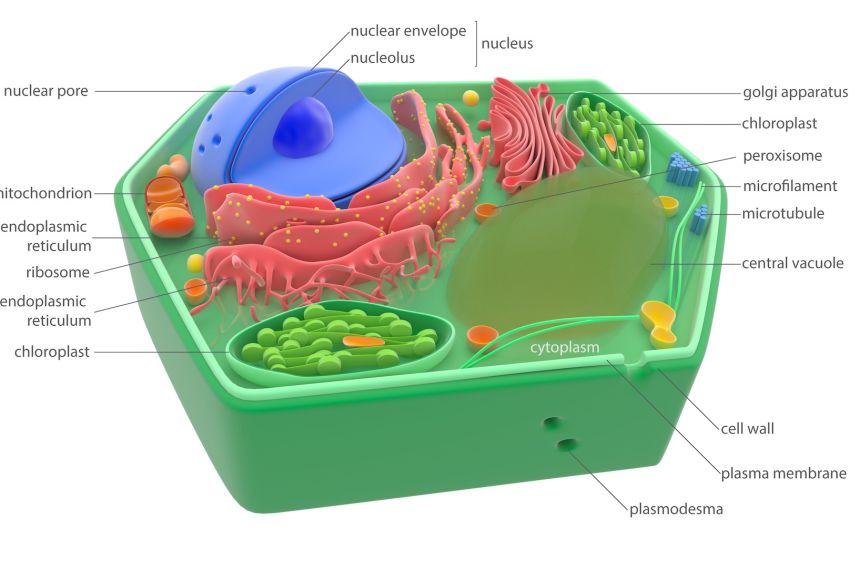 Illustration of a plant cell with the various organelles labeled.