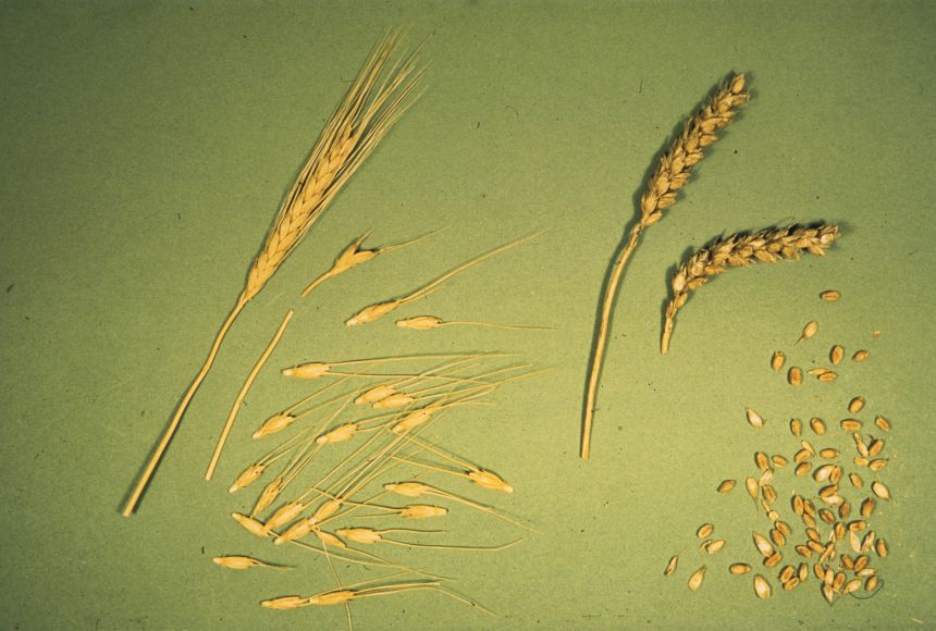 The genetics of some domesticated species have changed so much that they have become different species than their wild ancestors. On the left is primitive wheat (Triticum sp.), which looks quite different from a type pf modern wheat.