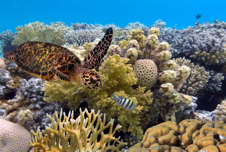 Coral reefs like the Great Barrier Reef off the coast of Queensland, Australia, support diverse marine populations in unique underwater ecosystems.