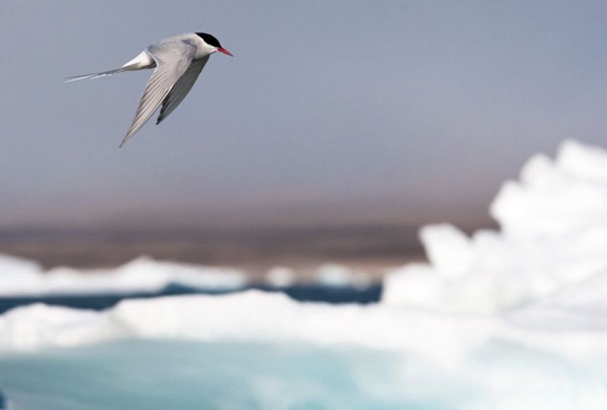 arctic tern migration