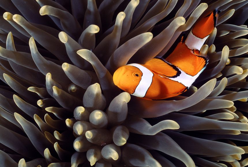 I. Introduction to Clownfish and Anemones