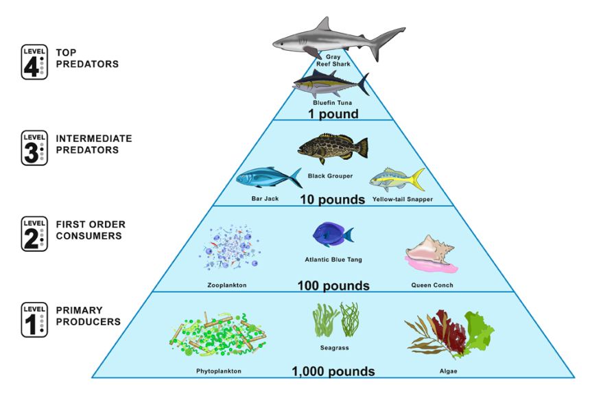 5 level food chain pyramid