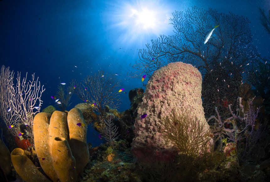 5 Things you didn't know about artificial coral reefs