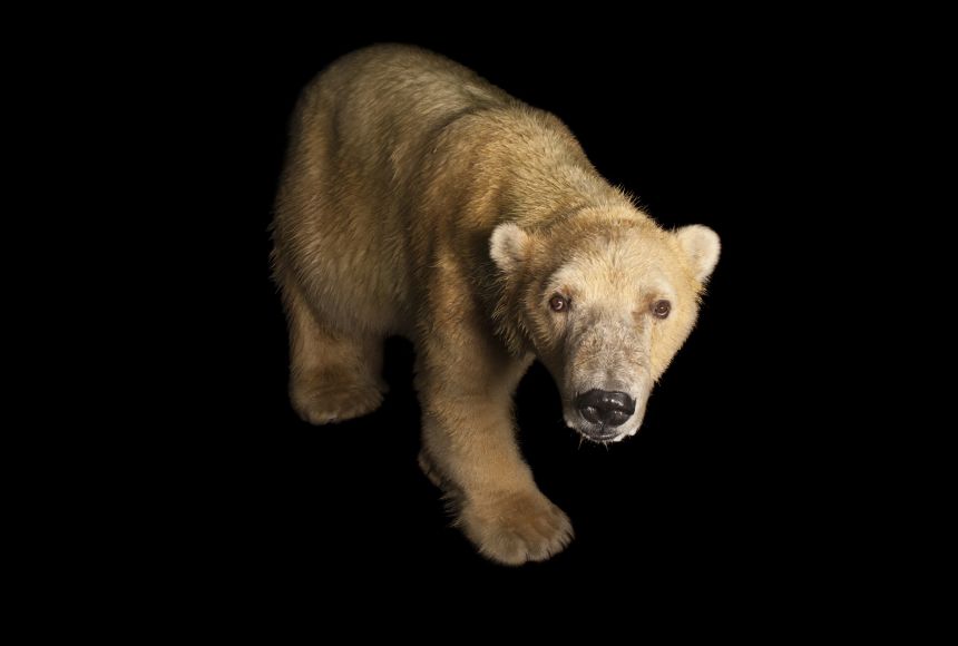 Polar bears (Ursus maritimus) photographed at the Tulsa Zoo in Oklahoma, United States.