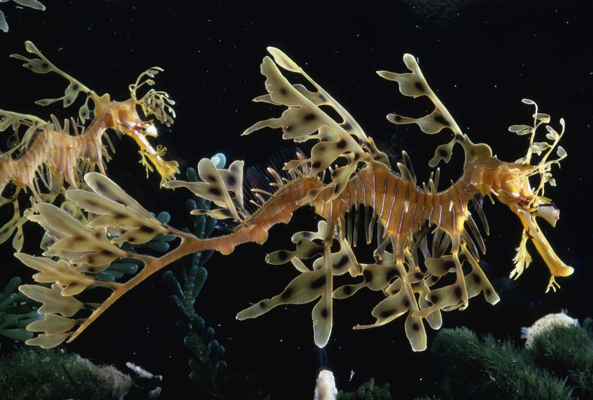 Some creatures, such as this leafy sea dragon fish (Phycodurus eques) have evolved adaptations that allow them to blend in with their environment (in this case, seaweed) to avoid the attention of hungry predators.