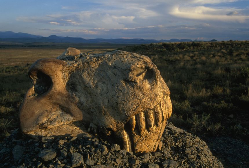 A dinogorgon skull protrudes from a rock with the South African scrubland in the background.