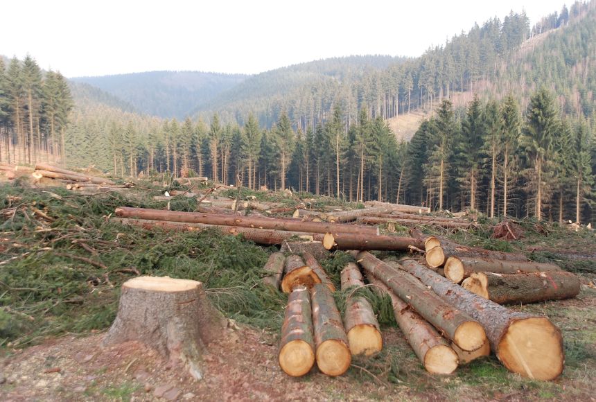 Trees are cut down for timber, waiting to be transported and sold.