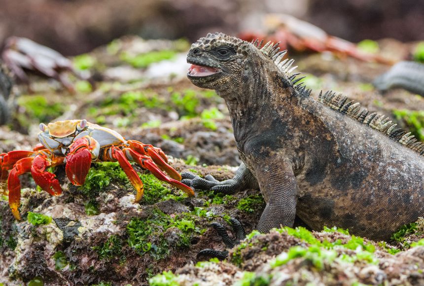 A marine iguana sits next to a crab on a stony lava coast in the Galapagos Islands.