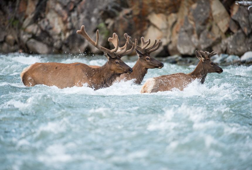 Saving Key Deer Means New Relationships With Wild Animals