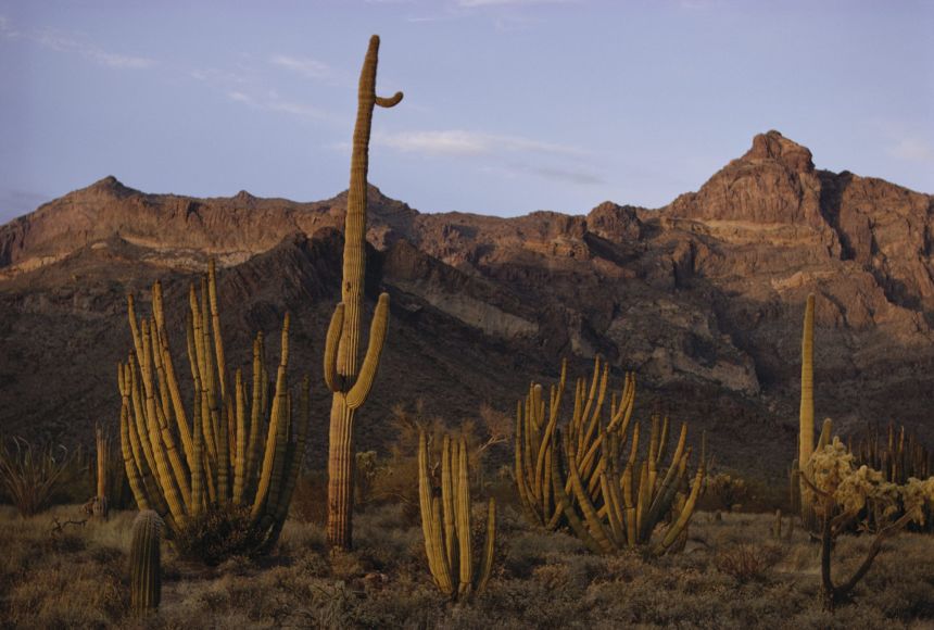 The sun illuminates organ pipe cactus set against a dry rock mountain face.