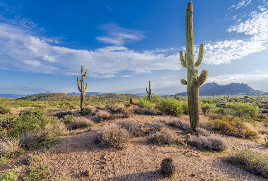 Large Saguaro cacti (Carnegiea gigantea) pop up in various spots around a barren desert in Arizona, United States.