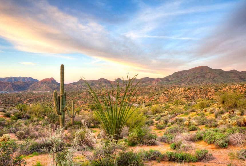 The Sonoran desert in the southwestern United States and northwestern Mexico, is one of the most unique and diverse places on the planet. Many plants and animals are only found in this massive desert that stretches over 260,000 square kilometers (100,000
