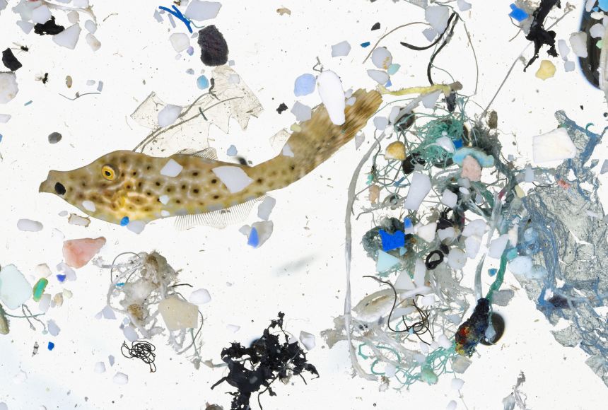 Living organisms tangled in microplastics. A sample of water collected off the coast of Hawaii shows how intertwined microplastics are in the daily lives of marine animals.