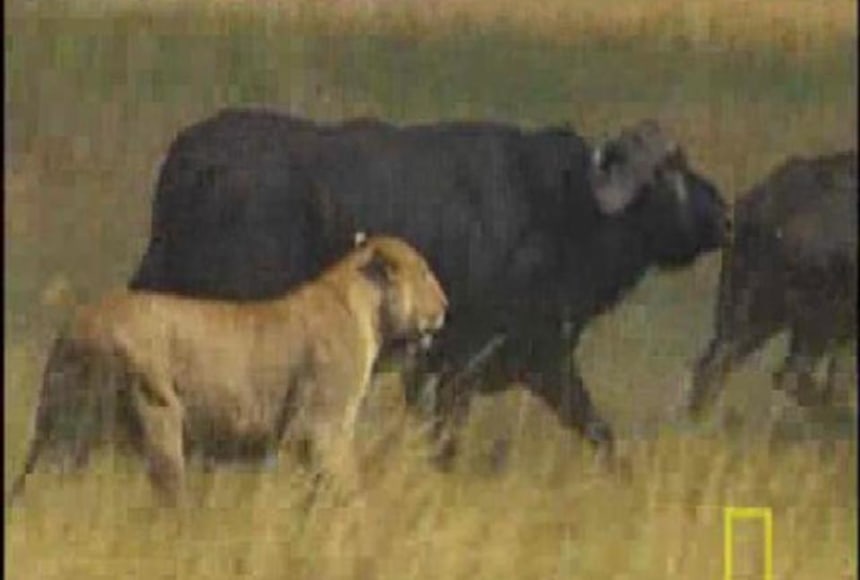 Buffalo v. Lions