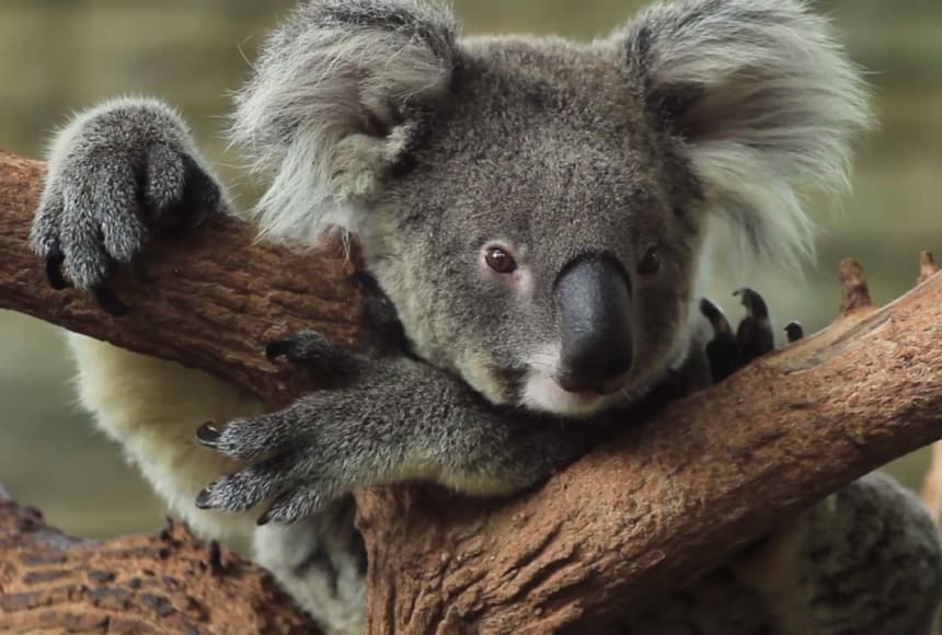 The Future of Koalas Is in Jeopardy • Center for Animal Law Studies • Lewis  & Clark