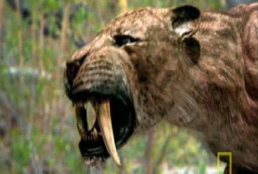 What does a Saber Tooth Tiger Look Like - Saber Tooth Tiger Appearance