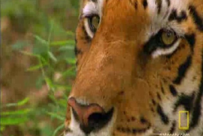 Lack of large prey may be feeding rise in Nepal's human-tiger