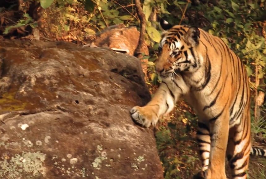 Do Tigers Have Predators? - Learn About Nature