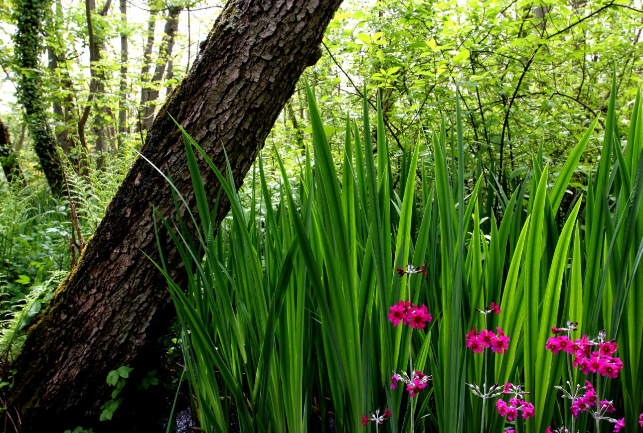 Picture of pink flowers against green stalks, all under a tree trunk.