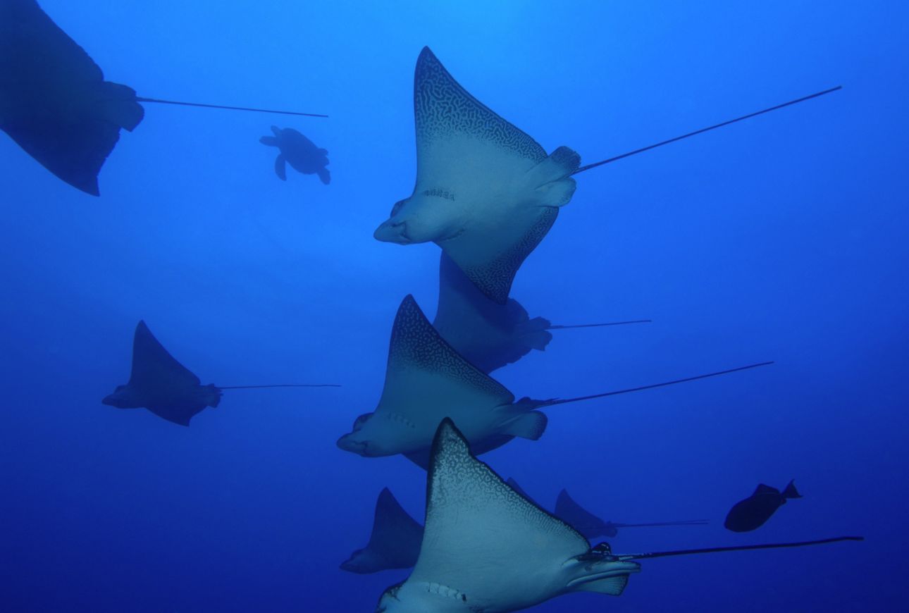 Photo: A school of Rays