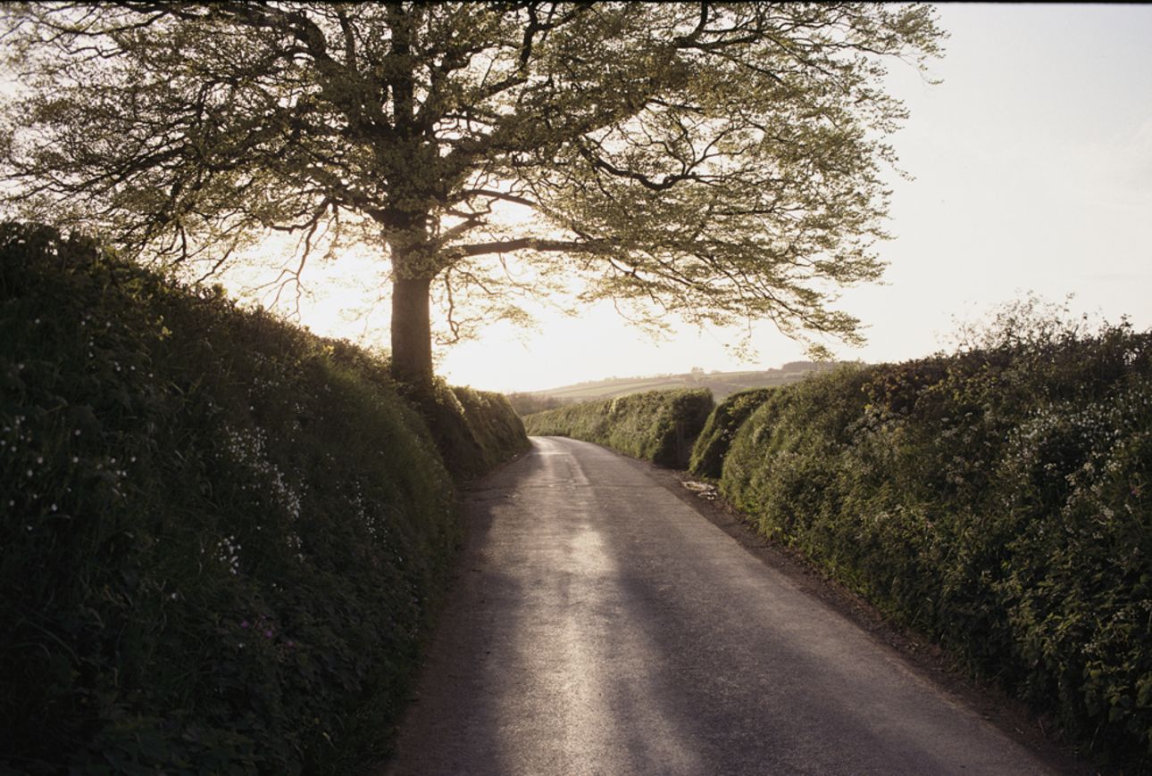 Photo of a rural road bounded by hedges and a tree.