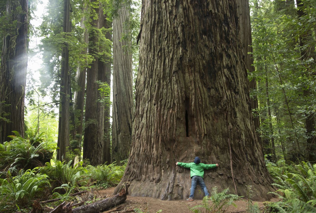 Boy hugging tree trunk, Redwoods National Park, California, USA